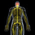 Total Body Scan